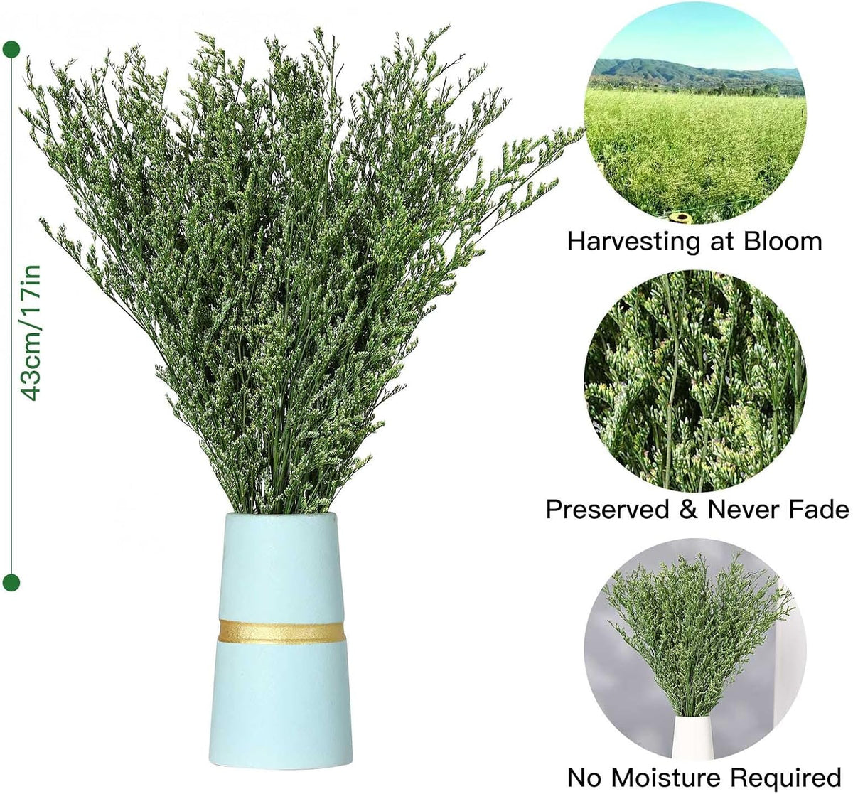 Dried Flower Bouquet, 17'' Dry Green Caspia Flowers Bundle for Vase Decor