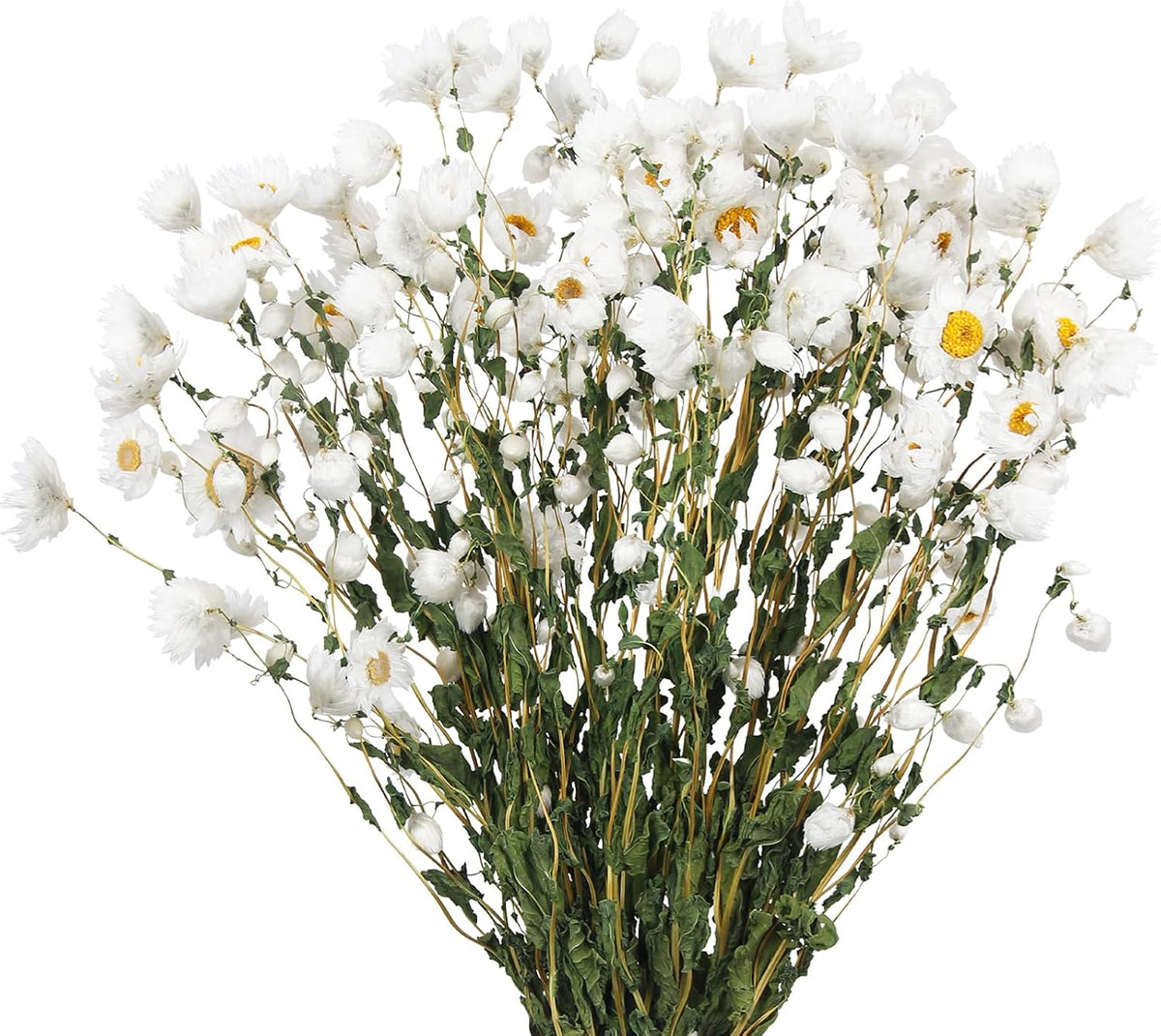 CITYES Dried Daisy Flowers Bouquet Dried Flowers White with Stems Real Chrysanthemum Gerber Daisies Arrangements for Wedding Farmhouse Vase Decorations DIY Home Party Wildflower Decor