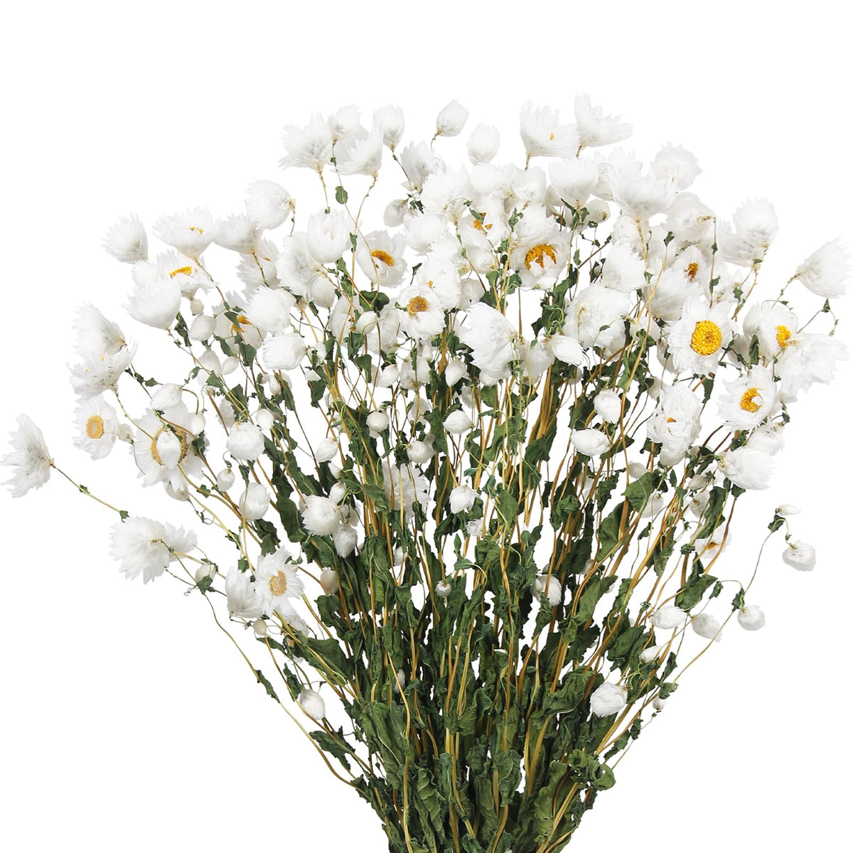 CITYES Dried Daisy Flowers Bouquet Dried Flowers White with Stems Real Chrysanthemum Gerber Daisies Arrangements for Wedding Farmhouse Vase Decorations DIY Home Party Wildflower Decor