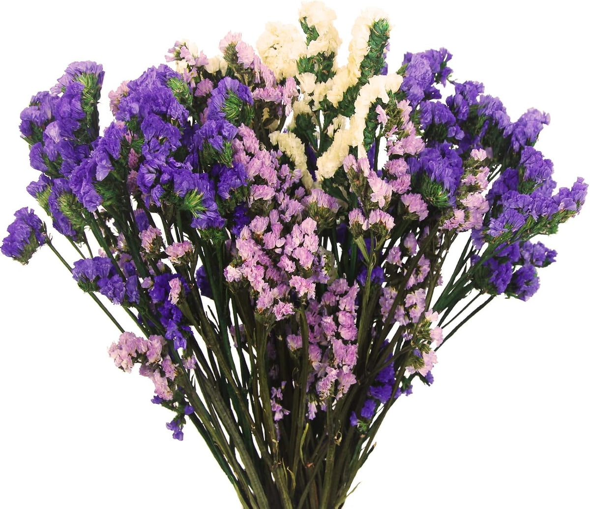 Dried Flowers Bundles Forget Me Not with Stems Natural Dried Flowers Purple Pink and White Preserved Dried Flowers Bouquet for Floral Arrangements Wedding Party DIY Resin Vase Home Decoration