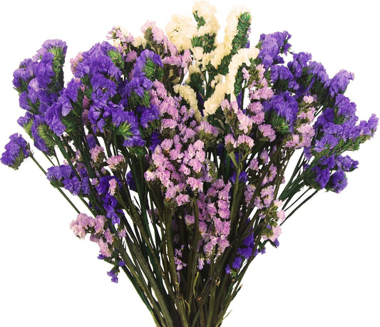 Dried Flowers Bundles Forget Me Not with Stems Natural Dried Flowers Purple Pink and White Preserved Dried Flowers Bouquet for Floral Arrangements Wedding Party DIY Resin Vase Home Decoration