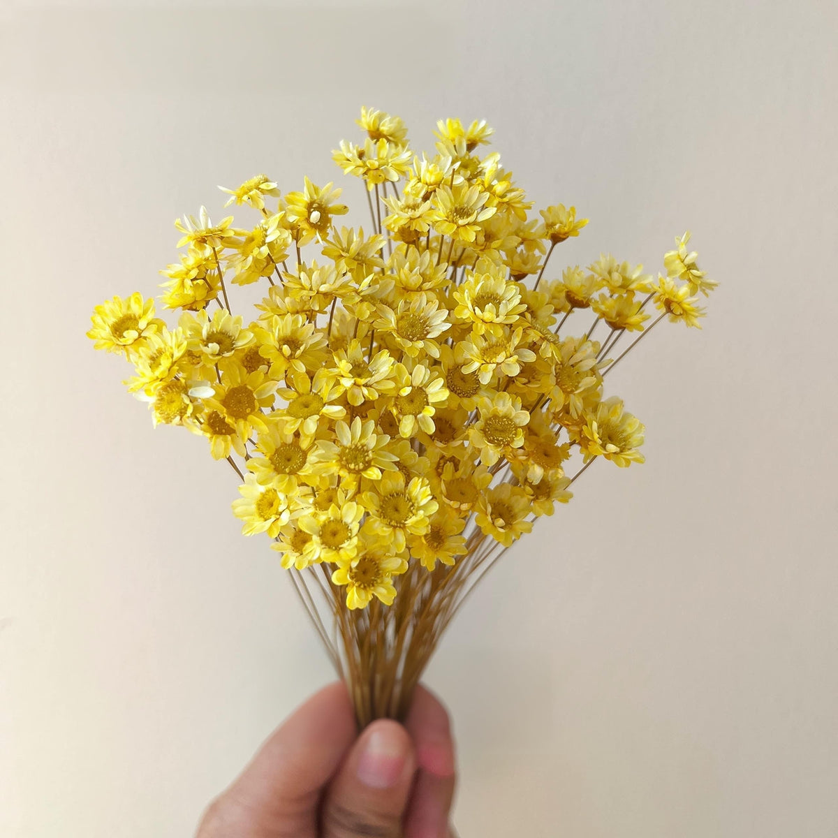 Natural - Dried - Flowers Brazilian Small Star Daisy Dried Decorative Mini Chamomile Bouquet for Wedding Floral Arrangements Home Decorations Valentine's Day Gifts (200 Stems) (White)