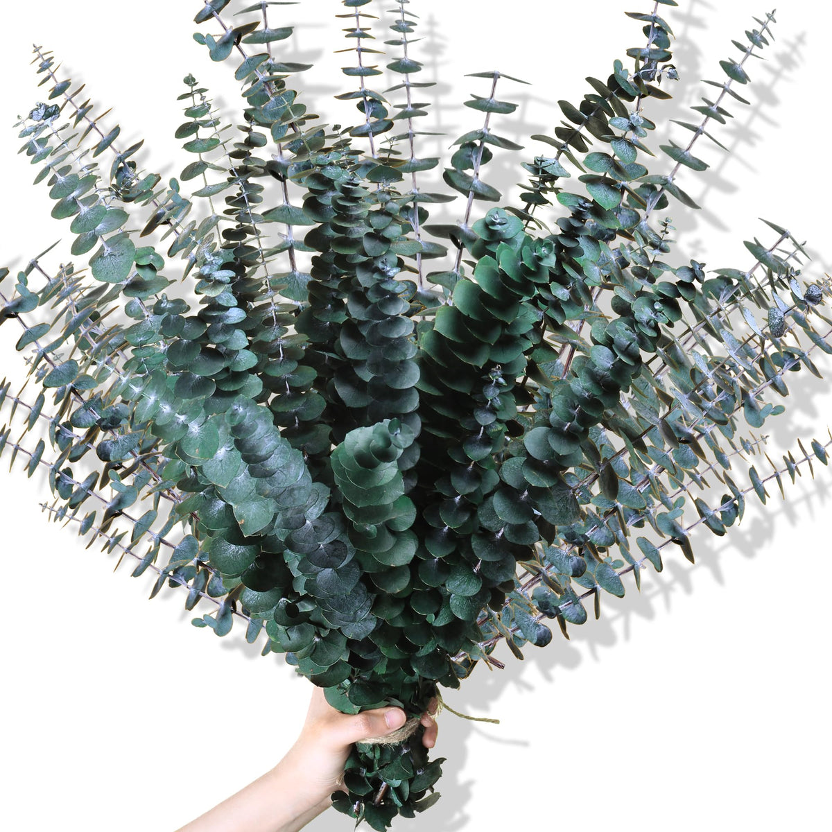 20 Pcs Preserved Dried Eucalyptus Stems, Eucalyptus Branches for Shower
