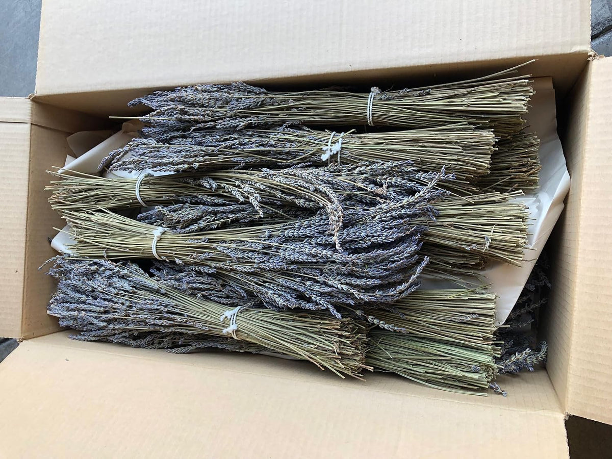 Kaze Home Natural Dried Lavender Flower Bundle Grosso Bulk Bunches | 3000 Stems, 23 inch Extra Long, 8 lb | Home Decoration, Fragrance, Bouquet Weddin