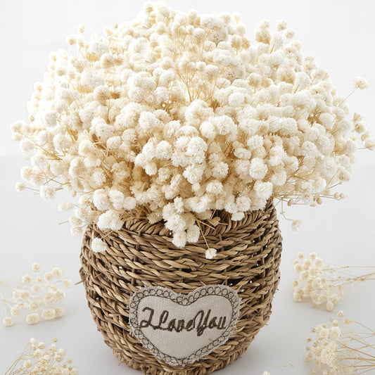 2500+ Mini Dried Baby's Breath Flowers Ivory White for Wedding Decor