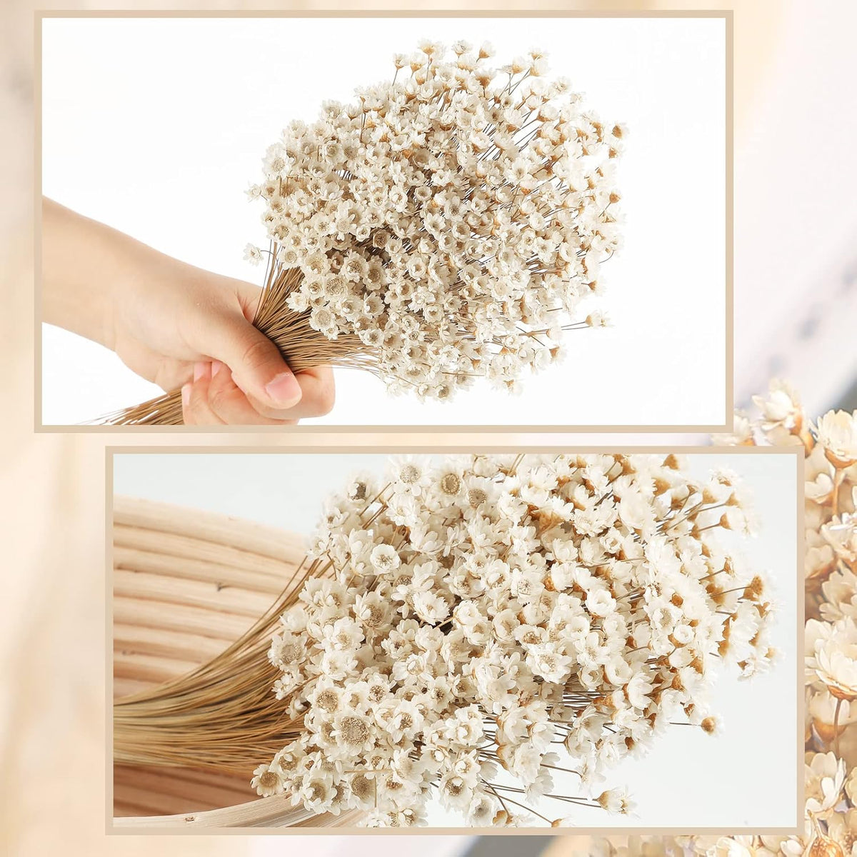 500 Pcs Mini Natural Dry Chamomile Flowers Decoration