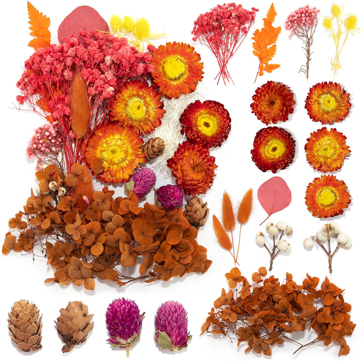 Vignee Real Dried Pressed Leaf Flowers-Multiple Colorful Pressed Flowers Daisies for Craft Resin Jewelry Making Art Craft DIY（Violet）