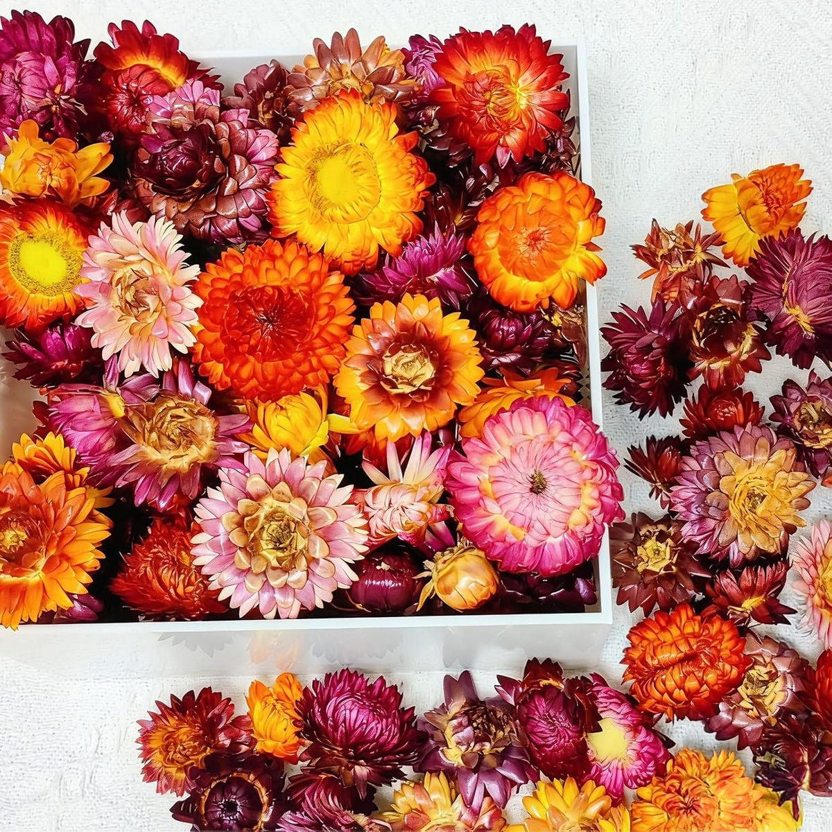 100 Pcs Natural Dried Daisy Flowers Heads, Multicolor Dry Floral Supplies