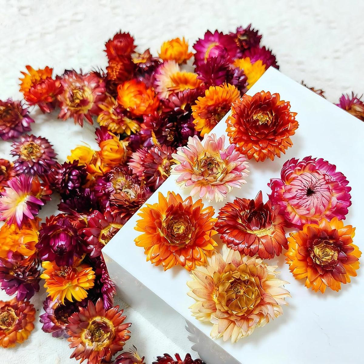 100 Pcs Natural Dried Daisy Flowers Heads, Multicolor Dry Floral Supplies