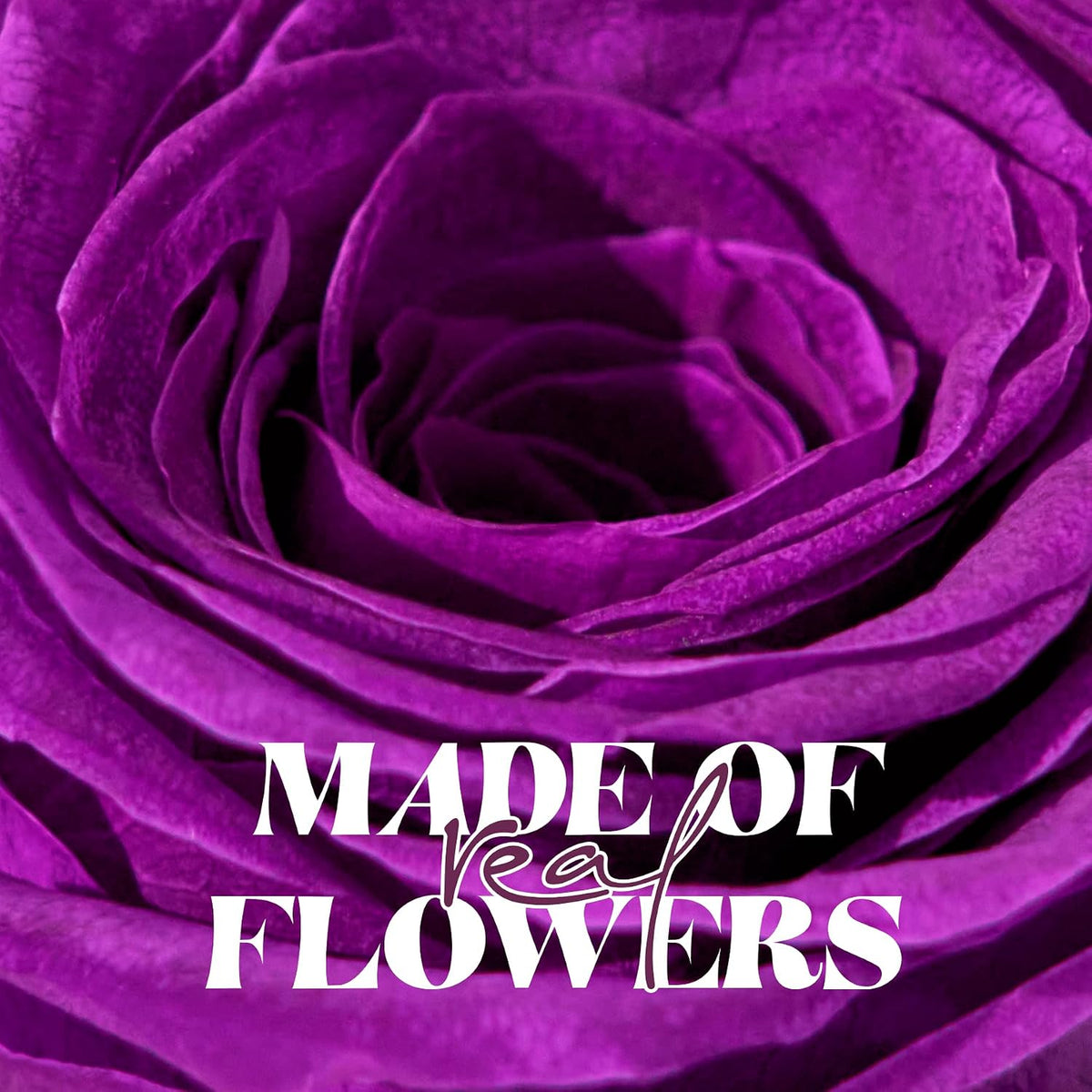 Forever Flowers Preserved Roses Prime Delivery, with Light in Glass Dome for Mom Grandma Wife Girlfriend, Purple Flower for Mother's Day, Valentine's Day, Anniversary, Birthday