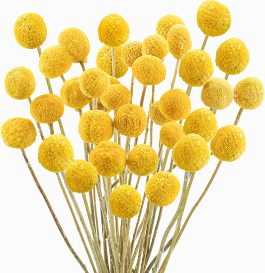 Uieke 30Pcs Natural Dried Flowers Craspedia Billy Balls Flowers Billy Buttons Floral Bouquet for Flower Arrangements Wedding Home Tall Vase Decor Yellow