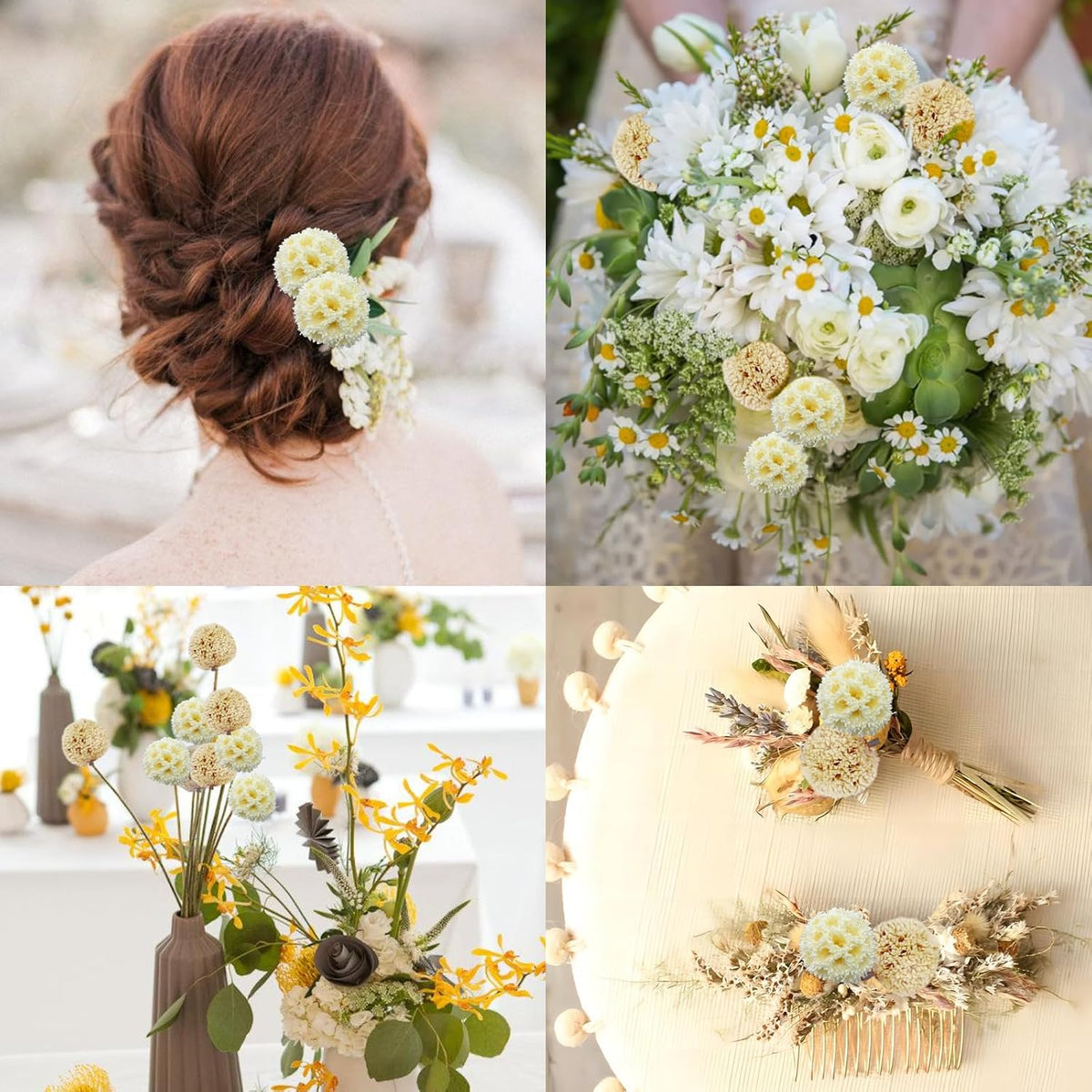 30 PCS Natural Dried White Craspedia Billy Balls Flowers, 17'' Real Plants