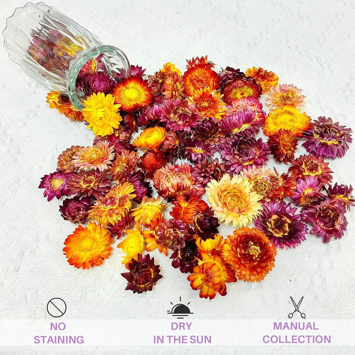 100 Pcs Natural Dried Daisy Flowers Heads, Multicolor Dry Floral Supplies