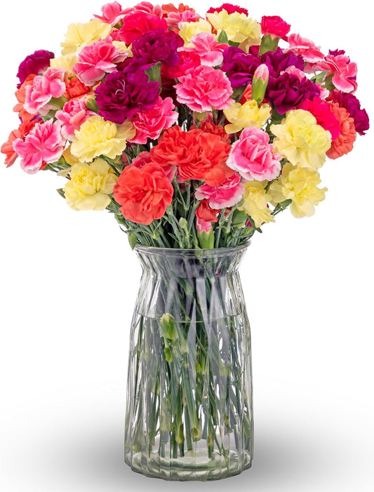 Benchmark Bouquets Mini Carnation Bouquet – Fresh Flowers for Delivery – Fall Flowers – Fresh Floral Arrangement – Gifts for Birthdays, Get Well, Just Because – Glass Vase Included