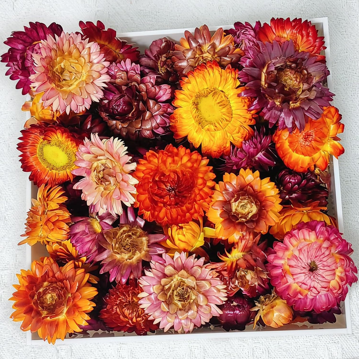 100 Pcs Natural Dried Daisy Flowers Heads, Multicolor Dry Floral Supplies