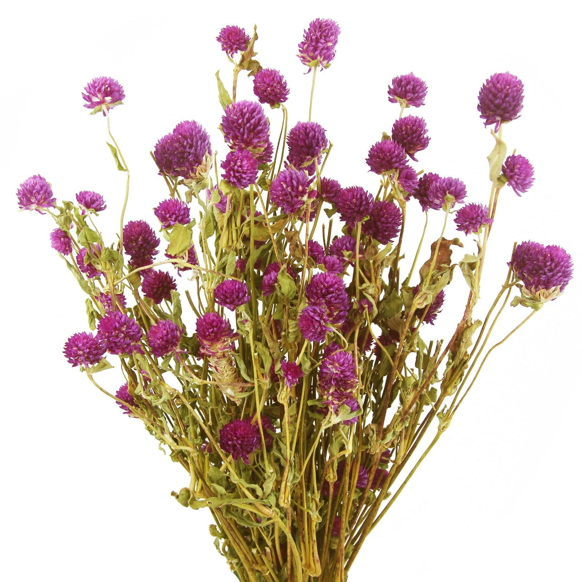 CISDUEO Dried Flower Pink Globe Amaranth Dried Flowers Bundles Natural Dried Flowers Bouquet for Wedding Table Vase Decor Boho DIY Wreath Floral Home Office Party Garden Decoration