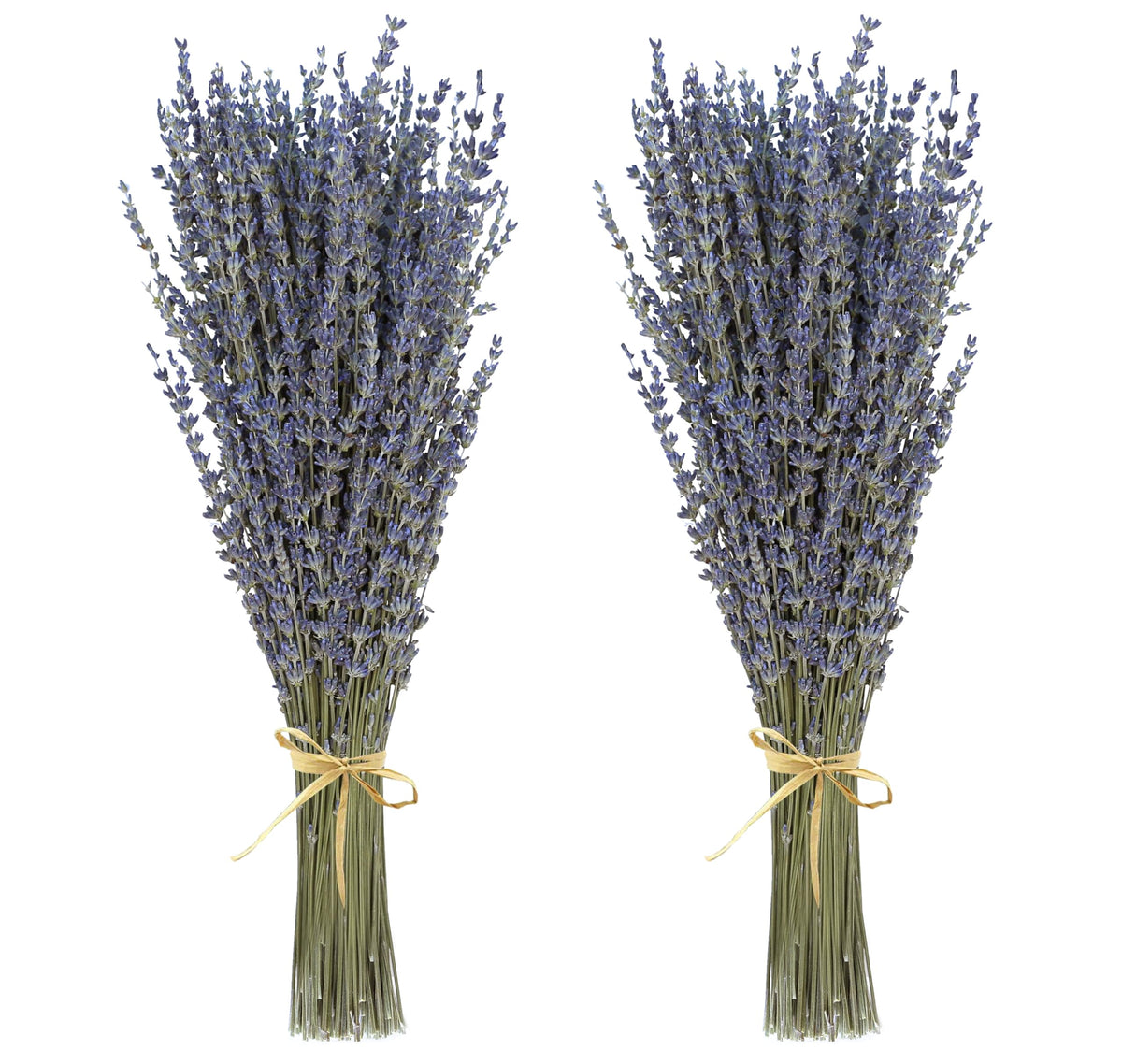 Dried Lavender 2 Bunches 100% Fresh Natural Purple Bouquet Flowers for Bathroom Photo Props Crafts Decoration, 15-17" for Shower Weeding Vase Decor, Home Fragrance(200-220 Stems(100g/3.5oz Total))