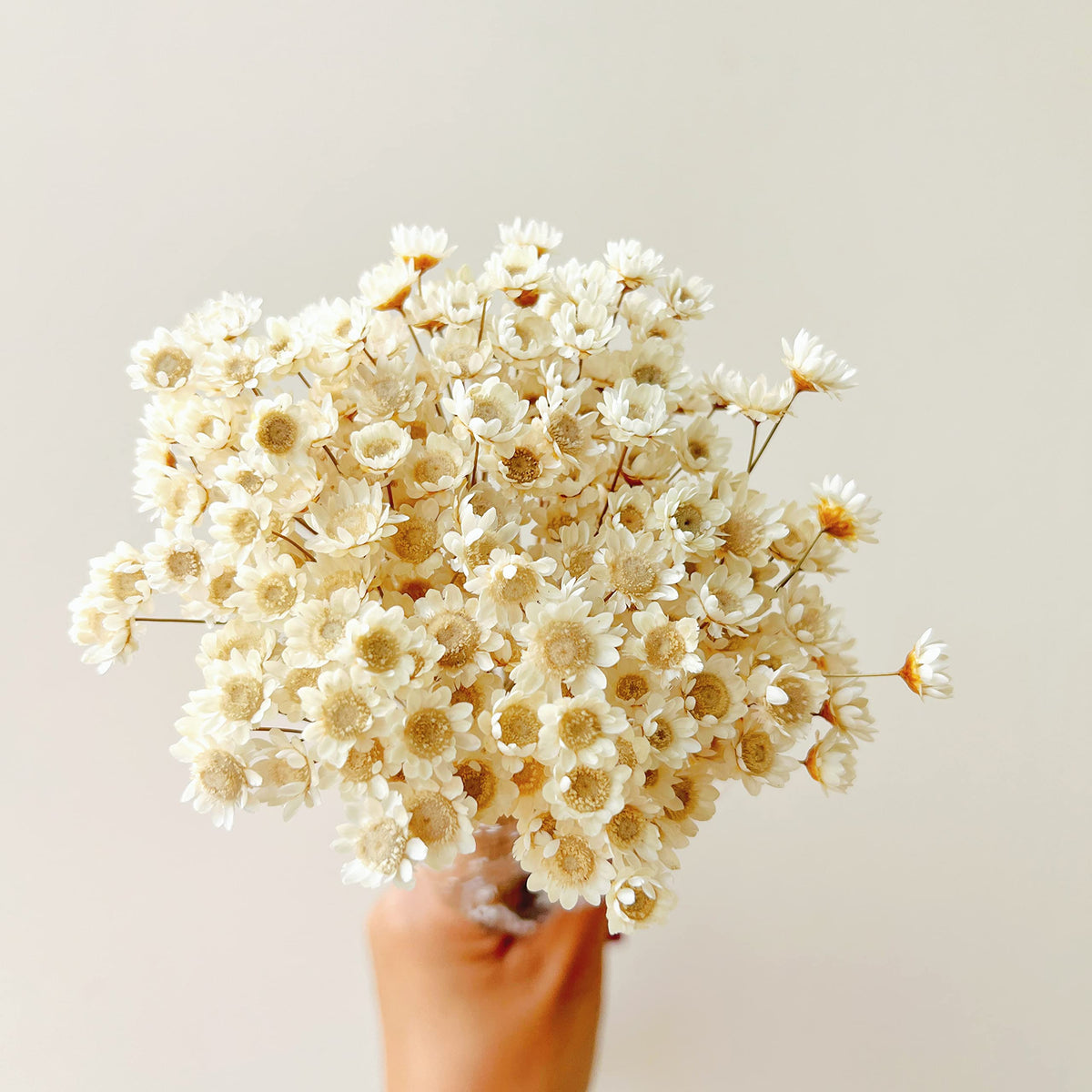 Natural - Dried - Flowers Brazilian Small Star Daisy Dried Decorative Mini Chamomile Bouquet for Wedding Floral Arrangements Home Decorations Valentine's Day Gifts (200 Stems) (White)