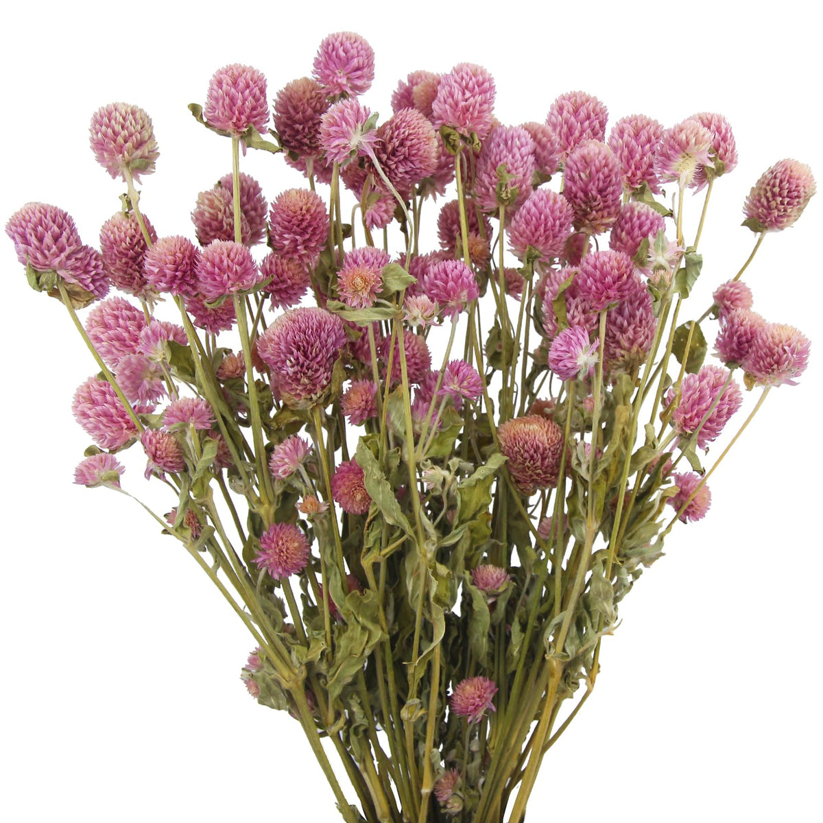 CISDUEO Dried Flower Pink Globe Amaranth Dried Flowers Bundles Natural Dried Flowers Bouquet for Wedding Table Vase Decor Boho DIY Wreath Floral Home Office Party Garden Decoration