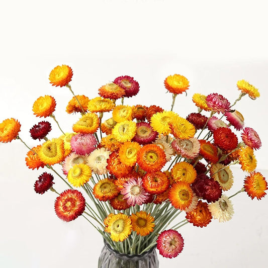24 Pcs Dried Straw Flowers Daisy, Natural Orange Helichrysum Bouquet