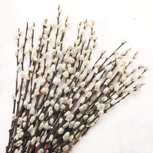 25 Stems Preserved PussyWillow, 17" White for Wedding Home & Fireplace