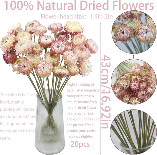 CITYES 20 Pcs Natural Dried Daisy Flowers Bouquet Dried Flower Pink Daisies Dried Sunflowers Chrysanthemum with Stem for Wedding Farmhouse Table Vase Decor Home DIY Flower Arrangement