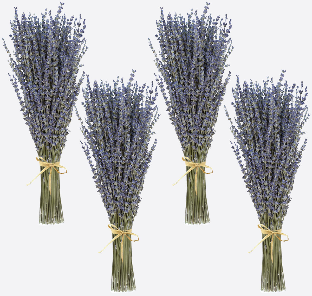 Dried Lavender 2 Bunches 100% Fresh Natural Purple Bouquet Flowers for Bathroom Photo Props Crafts Decoration, 15-17" for Shower Weeding Vase Decor, Home Fragrance(200-220 Stems(100g/3.5oz Total))