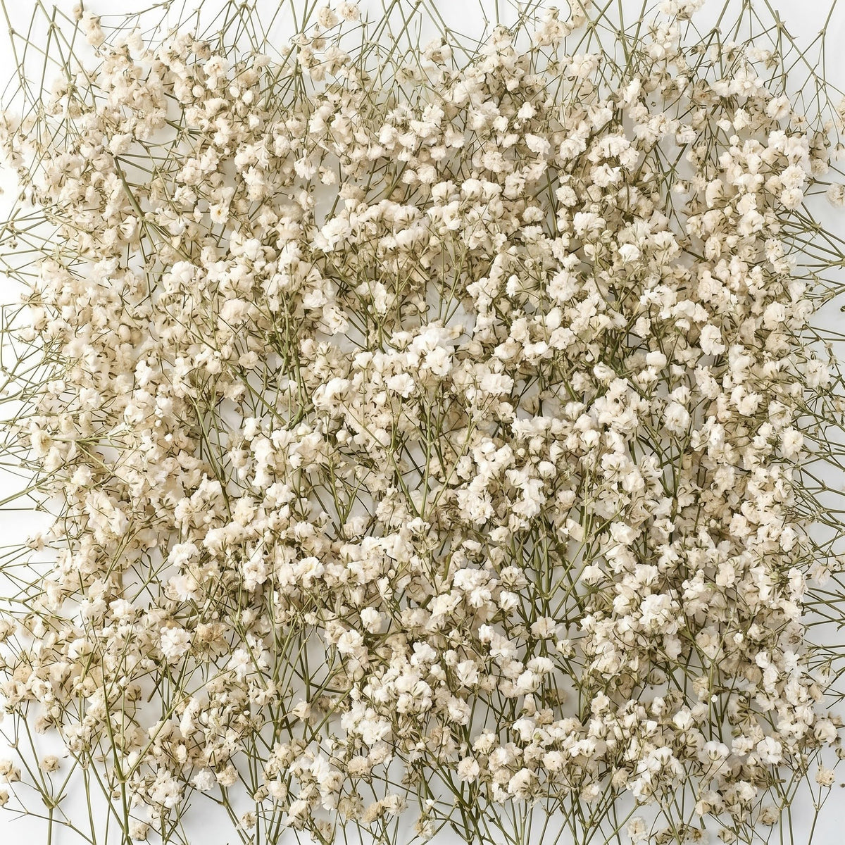 Fumete Mini Dried Baby Breath Flowers Dried Flowers, Natural White, 50 Pcs