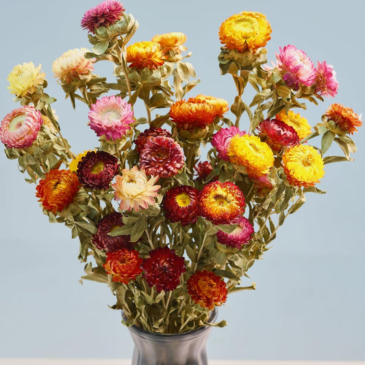 12Pcs Natural Dried Strawflowers Bouquet, Real Multicolor Daisies
